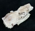 Oligocene Squirrel-Like Mammal (Ischyromys) Skull #9850-2